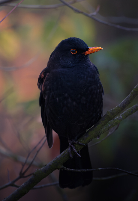 Merel tijdens een ochtendwandeling