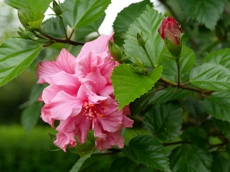 Hibiscus