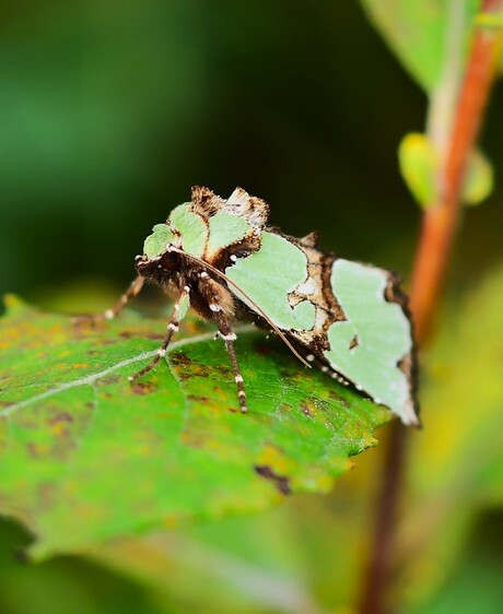Malachiet-uil ( Staurophora celsia