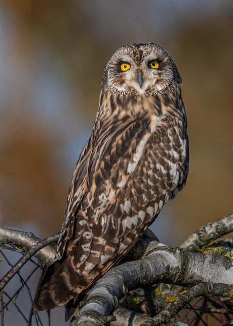 Velduil genietend van het zonnetje