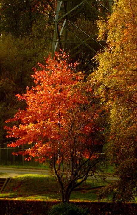Herfst Kleuren,