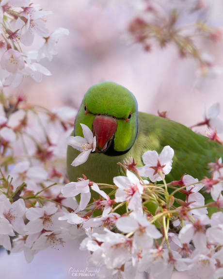 Halsbandparkiet in de kersenbloesem