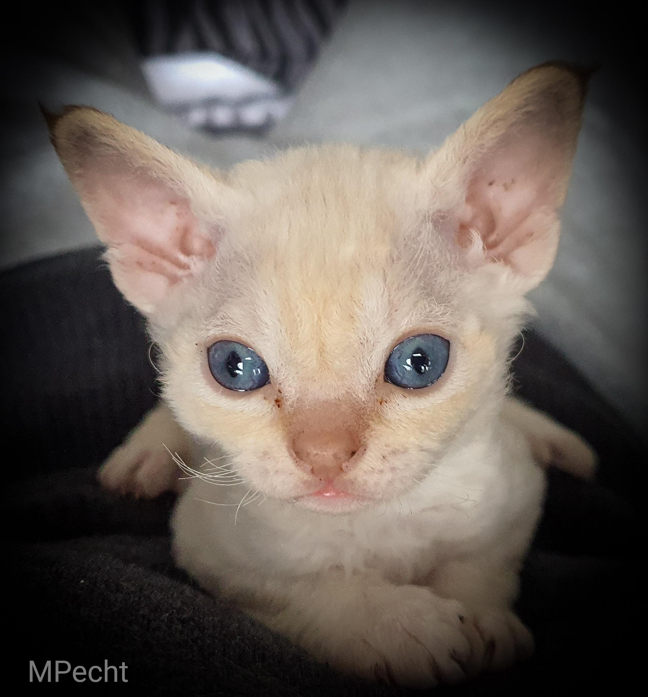 Devon rex best sale red point