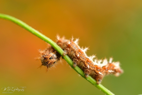 Stoere rups Gehakkelde aurelia