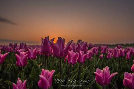 Tulpen tijdens zonsopkomst.