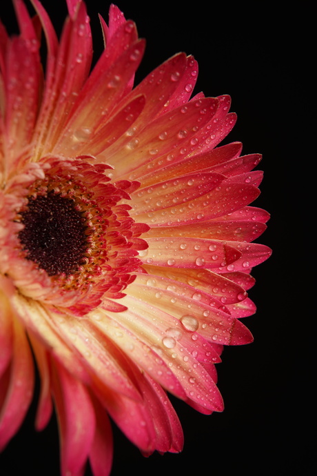 Gerbera