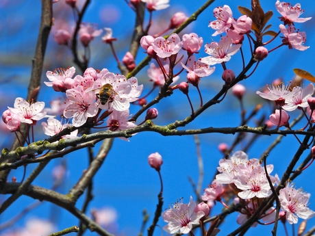 Lente bloesem met bij