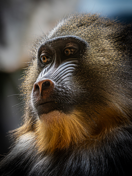 Mandril