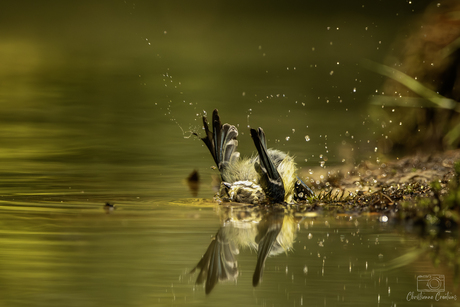 Duiken voor beginners