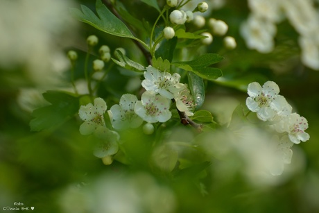 Lente