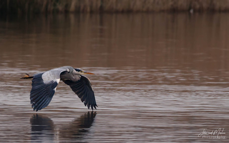 Rakelings boven het water 