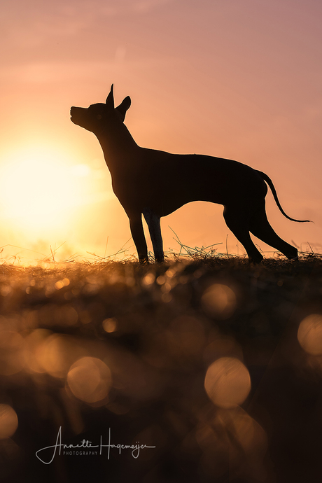 Silhouette van een hond