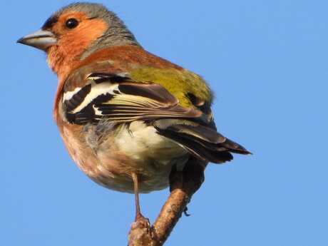 Vink