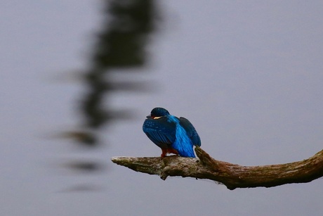 Ijsvogel