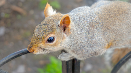 London squirrel