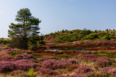 Schoorlse Duinen