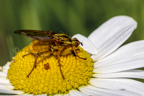 "De Gouden Bezoeker"