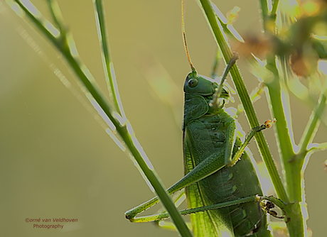 Grote groene sabelsprinkhaan