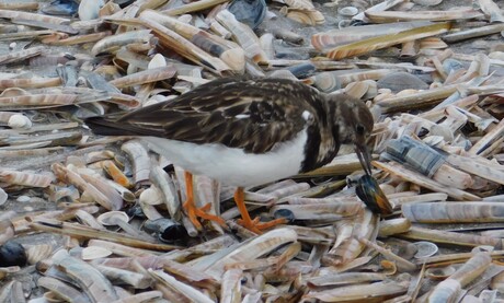 He...nee..he...leeg...heb ik weer!!