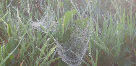 Spinnenweb in gras