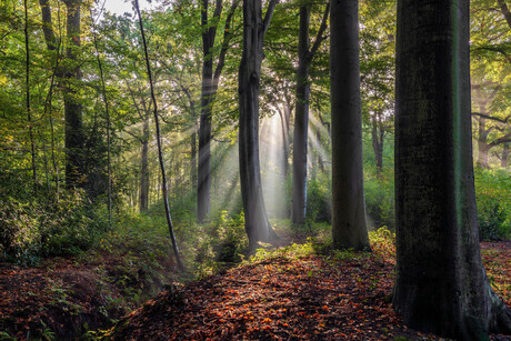 Ochtend in het Moretusbos