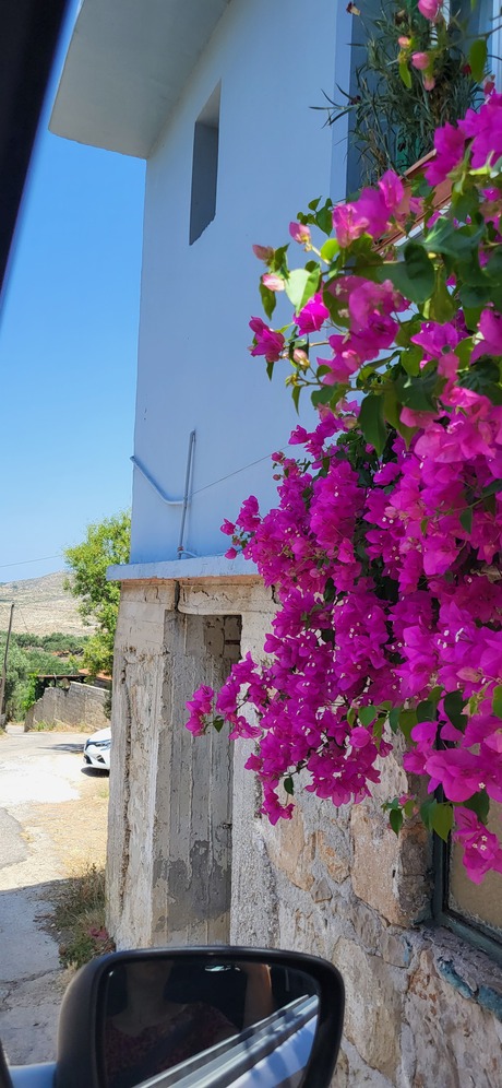 Flowers in greece