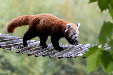 Rode panda aan de wandel