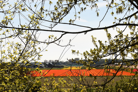 Door groen naar oranje