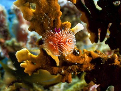 Mooie onderwaterwereld 