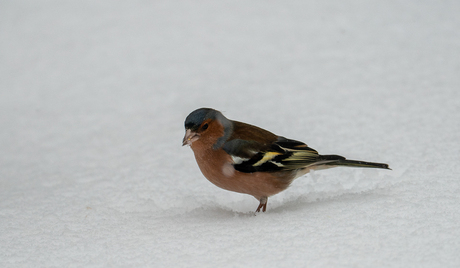 Vink