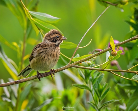 Jonge Rietgors in het groen.