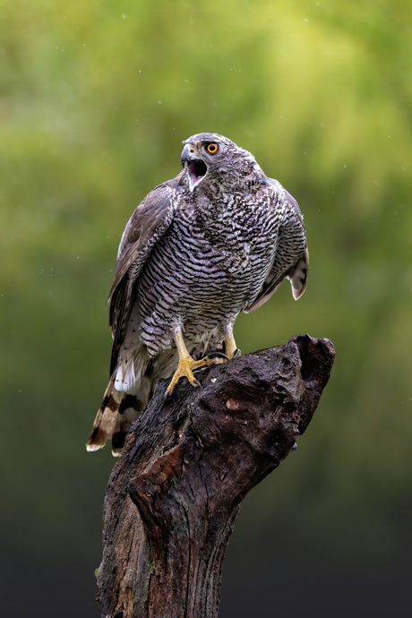 "Zingend" in de regen...