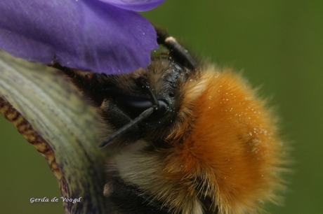 Aardhommel snoept van paarse iris