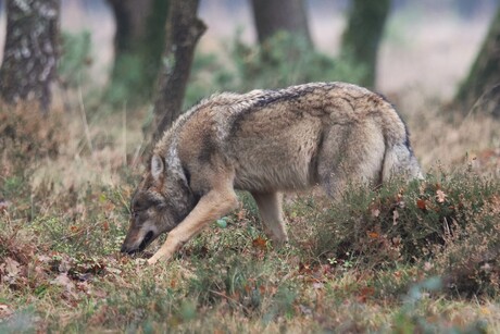 wolf speurt tussen de struiken naar voedsel
