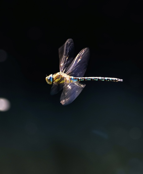 Libelle over het water
