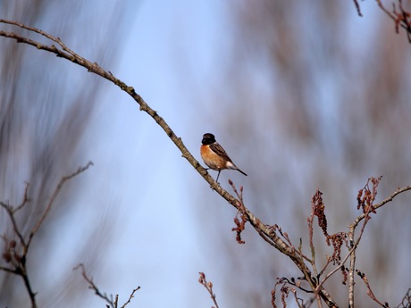 Roordborsttapuit op een takkie