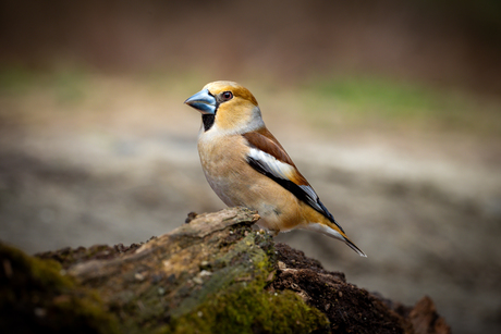Appelvink