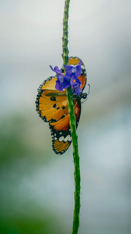 Monarchvlinder