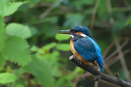 IJsvogel (vrouw)