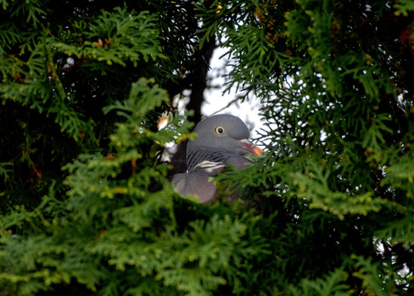 Houtduif op nest