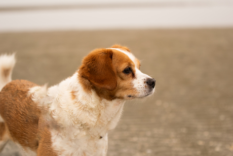 Ons Cas ziet wat leuks