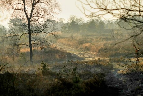 Heide