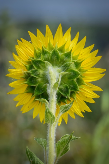 Be a sunflower, stand strong and follow the sun..