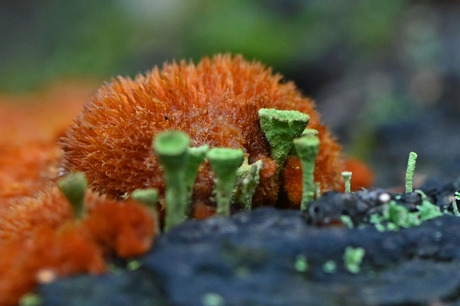 groen-oranje combinatie.