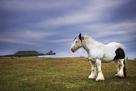 the Horse and the Dragon