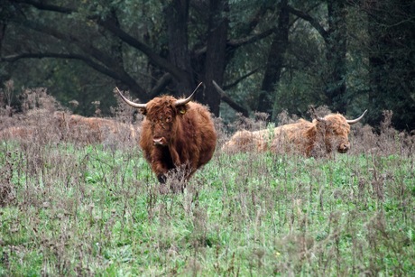 Schotse Hooglanders