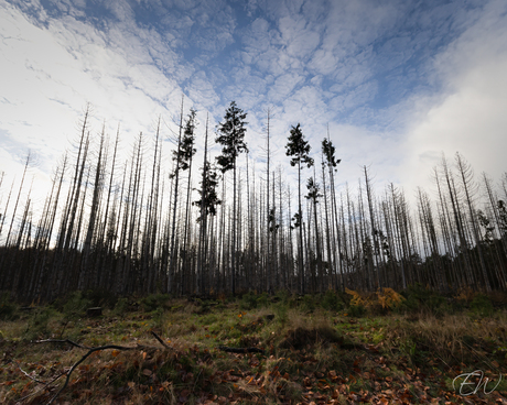 Hersft natuurgebied Planken Wambuis