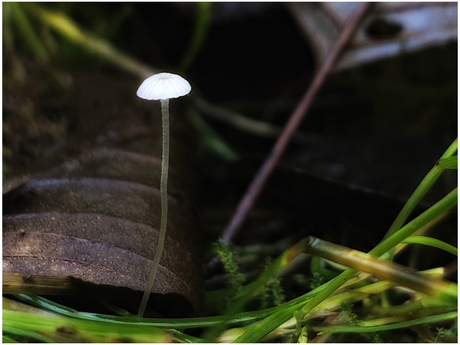 Marasmius setosus