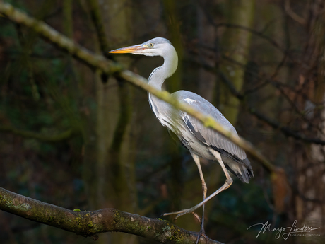 Grauwe reiger