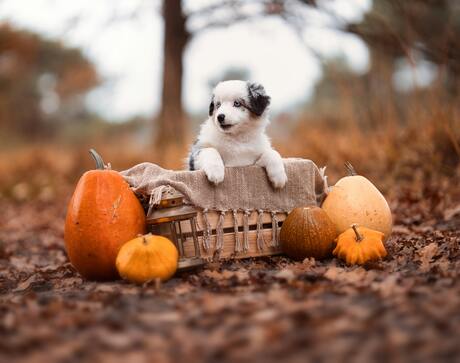 Schattige puppy in een herfst pompoen setting